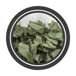 Strong Back Herb 1 oz