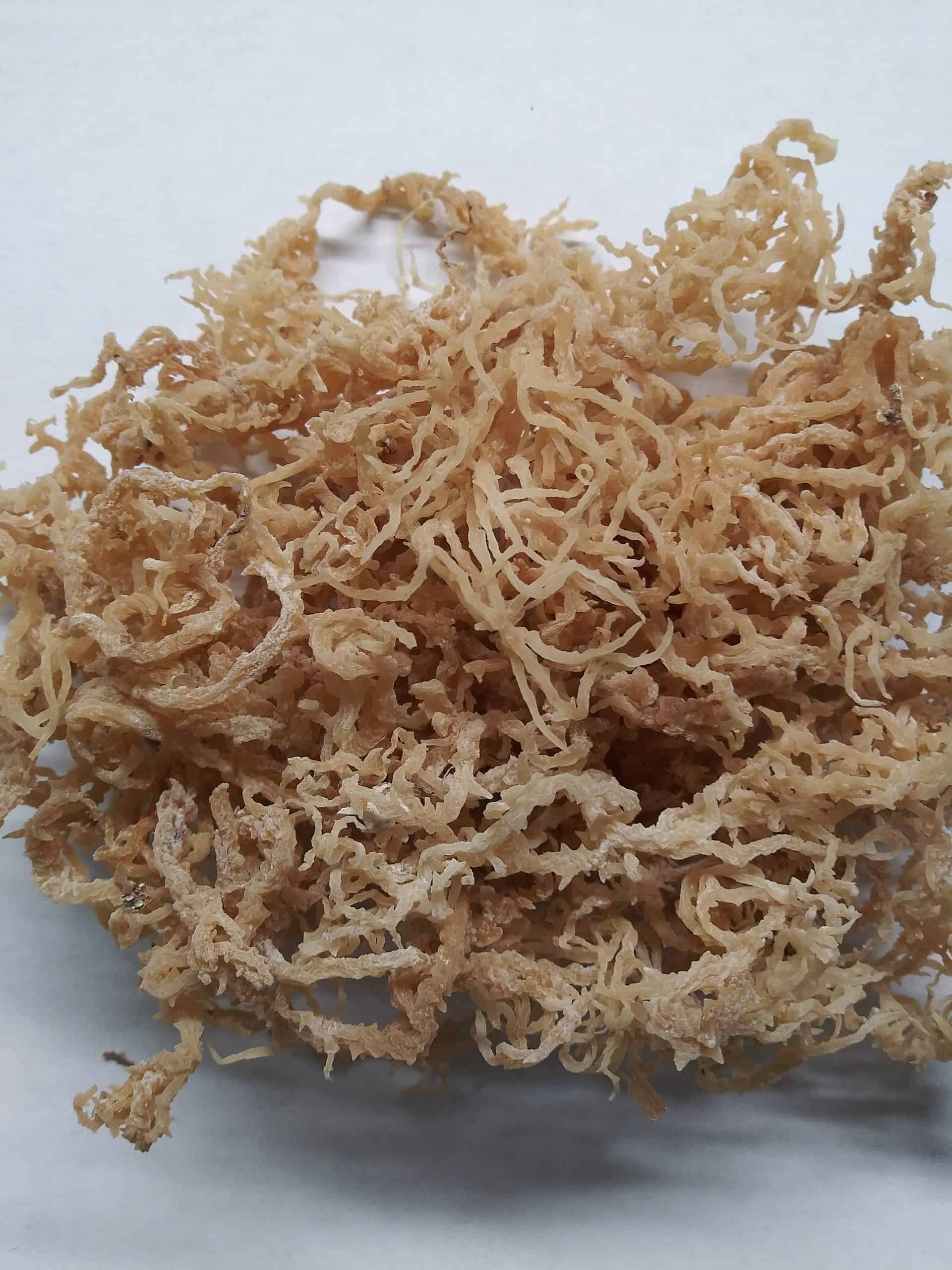 The Best Premium Grade Sea Moss- Only $24.99 - Free Shipping