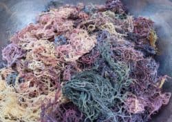 Premium Spectrum Purple Sea Moss 1LB