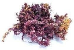 purple-sea-moss